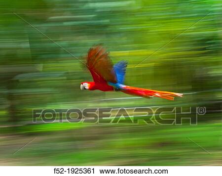 Stock Image - Scarlet Macaw Ara macao. Fotosearch