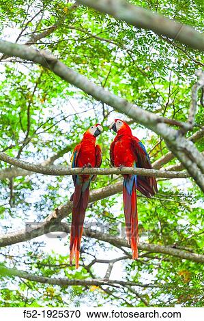 Scarlet Macaw Ara macao View Large Photo Image Stock Image - Scarlet Macaw Ara macao. Fotosearch