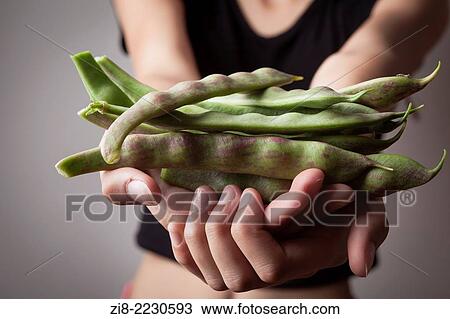 Stock Image - Scarlet runner beans-Phaeseolus Coccineus.. Fotosearch