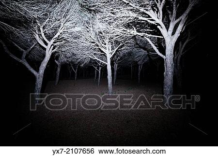 Scary forest. Tarifa, Cadiz, Andalusia, Spain. View Large Photo Image Stock Photograph - Scary forest. Tarifa, Cadiz, Andalusia, Spain.. Fotosearch