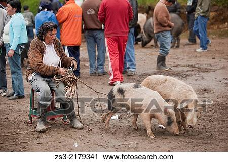Scene from the weekly animal market, Otavalo, Quito Area, Imbabura Province, Ecuador, South America. View Large Photo Image Stock Image - Scene from the weekly animal market, Otavalo, Quito Area, Imbabura Province, Ecuador, South America.. Fotosearch