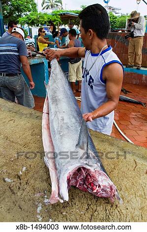 Scenes from the fish market in the port town of Puerto Ayora, Santa Cruz Island, Galapagos Island Archipelago, Ecuador MORE INFO Puerto Ayora is the largest town in the Galapagos, with a population 2011 approaching 20, 000 people View Large Photo Image Stock Image - Scenes from the fish market in the port town of Puerto Ayora, Santa Cruz Island, Galapagos Island Archipelago, Ecuador MORE INFO Puerto Ayora is the largest town in the Galapagos, with a population 2011 approaching 20, 000 people. Fotosearch