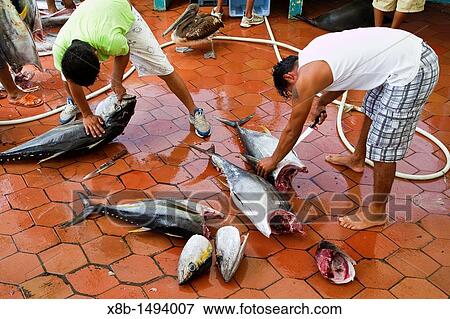 Stock Photo - Scenes from the fish market in the port town of Puerto Ayora, Santa Cruz Island, Galapagos Island Archipelago, Ecuador MORE INFO Puerto Ayora is the largest town in the Galapagos, with a population 2011 approaching 20, 000 people. Fotosearch