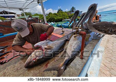 Scenes from the local fish market in the port town of Puerto Ayora, Santa Cruz Island, Galapagos Island Archipelago, Ecuador View Large Photo Image Stock Photo - Scenes from the local fish market in the port town of Puerto Ayora, Santa Cruz Island, Galapagos Island Archipelago, Ecuador. Fotosearch