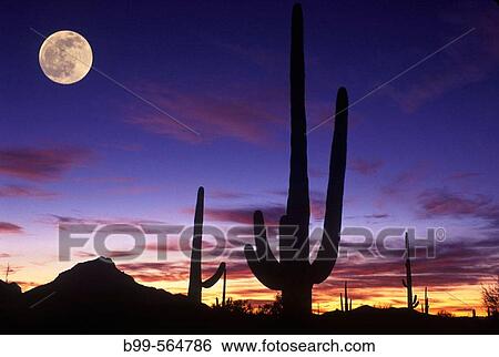 Scenic saguaro cactus, Saguaro National Monument arizona, USA. View Large Photo Image Stock Photograph - Scenic saguaro cactus, Saguaro National Monument arizona, USA.. Fotosearch