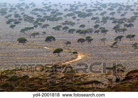 Scenic view before the desert, Western Australia, Australia. View Large Photo Image Stock Photo - Scenic view before the desert, Western Australia, Australia.. Fotosearch