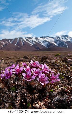 Scenic views of open tundra in the Svalbard Archipelago of Norway View Large Photo Image Picture - Scenic views of open tundra in the Svalbard Archipelago of Norway. Fotosearch