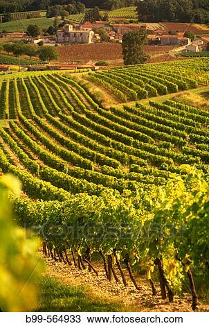 Scenic vineyards, Saint Preuil village, Grande Champagne de Cognac, Charente, France. View Large Photo Image Stock Image - Scenic vineyards, Saint Preuil village, Grande Champagne de Cognac, Charente, France.. Fotosearch
