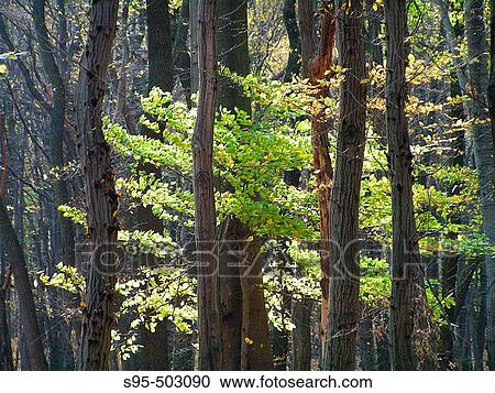 Scenics View Large Photo Image Stock Image - Scenics. Fotosearch
