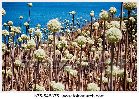 Scenics View Large Photo Image Stock Photography - Scenics. Fotosearch