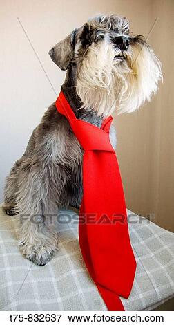 Schnauzer with tie View Large Photo Image Stock Photo - Schnauzer with tie. Fotosearch
