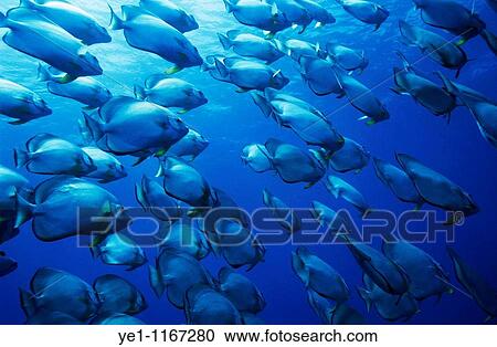 School of batfish, Red Sea. View Large Photo Image Stock Image - School of batfish, Red Sea.. Fotosearch