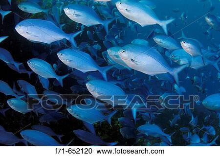 School of blue maomao (Scorpis violaceus). Northern Arch. Poor Knights Islands, New Zealand. View Large Photo Image Stock Image - School of blue maomao (Scorpis violaceus). Northern Arch. Poor Knights Islands, New Zealand.. Fotosearch