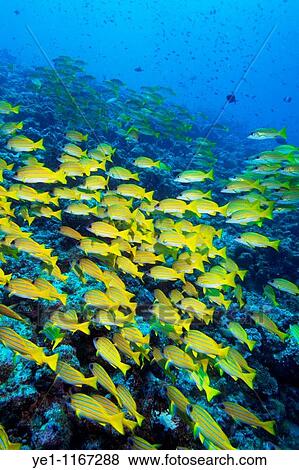 School of blue stripe snapper (lutjanus kasmira), Ari Atoll, Maldives. View Large Photo Image Stock Photo - School of blue stripe snapper (lutjanus kasmira), Ari Atoll, Maldives.. Fotosearch