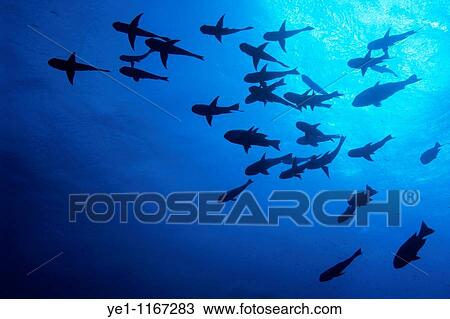 School of fish swimming in Elphinstone Reef, Red Sea, Egypt. View Large Photo Image Stock Image - School of fish swimming in Elphinstone Reef, Red Sea, Egypt.. Fotosearch