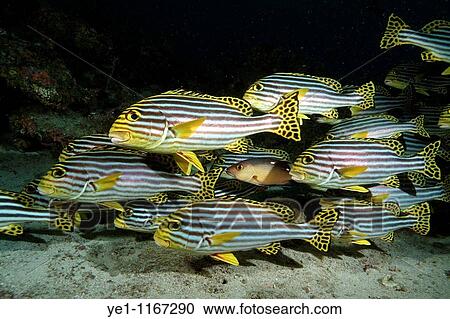 School of oriental sweetlips (plectorhinchus orientalis) swimming in Faru Reef, North Male Atoll, Maldives. View Large Photo Image Stock Image - School of oriental sweetlips (plectorhinchus orientalis) swimming in Faru Reef, North Male Atoll, Maldives.. Fotosearch