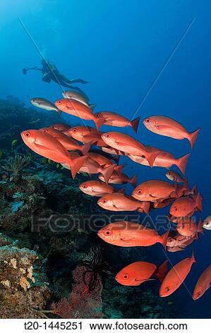 School of Slender Pinjalo Fish, Pinjalo lewisi, Nagali, Fiji View Large Photo Image Stock Image - School of Slender Pinjalo Fish, Pinjalo lewisi, Nagali, Fiji. Fotosearch