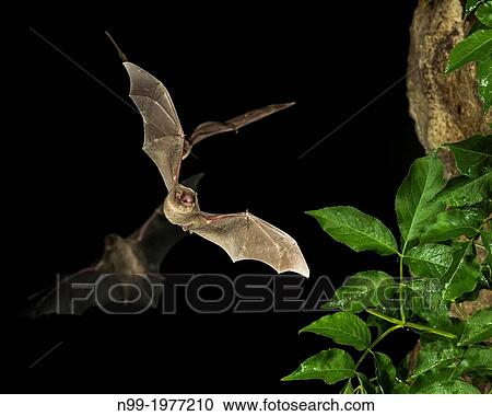 Schreiber's bent-winged bat (Miniopterus schreibersii), flying, Bulgaria. View Large Photo Image Stock Image - Schreiber's bent-winged bat (Miniopterus schreibersii), flying, Bulgaria.. Fotosearch