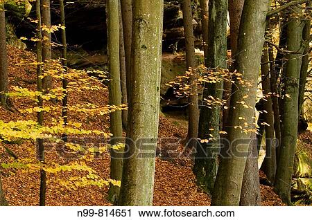 Schwarzach valley, near Nuremberg, beech forest, sandstone rocks, colours of autumn, Bavaria, Germany View Large Photo Image Stock Image - Schwarzach valley, near Nuremberg, beech forest, sandstone rocks, colours of autumn, Bavaria, Germany. Fotosearch