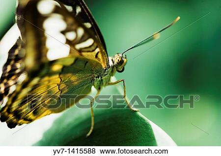 Science Park of Granada Tropical butterfly house Granada, Andalusia, Spain View Large Photo Image Stock Photo - Science Park of Granada Tropical butterfly house Granada, Andalusia, Spain. Fotosearch