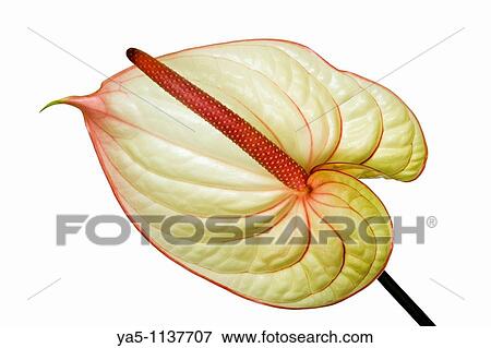 Scientific Name: Anthurium andraeanum Linden Family: Araceae View Large Photo Image Stock Photo - Scientific Name: Anthurium andraeanum Linden Family: Araceae. Fotosearch