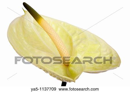 Scientific Name: Anthurium andraeanum Linden Family: Araceae View Large Photo Image Stock Photo - Scientific Name: Anthurium andraeanum Linden Family: Araceae. Fotosearch