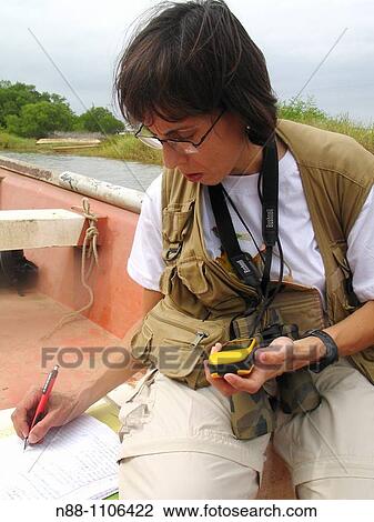 Stock Image - Scientist tracking migratory and resident birds with the aid of GPS, Laguna de Unare, Anzoategui, Venezuela.. Fotosearch