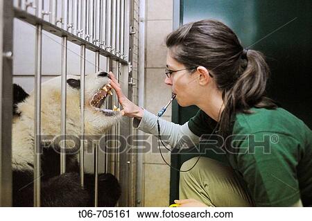 Stock Image - Scientist training with Giant panda, for dental inspection, Zoo Schonbrunn, Austria, 2008 (Ailuropoda melanoleuca). Fotosearch