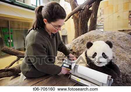 Scientist weighing Fu Long, the baby Giant panda in Zoo Schonbrunn, Austria, 2008 (Ailuropoda melanoleuca) View Large Photo Image Stock Image - Scientist weighing Fu Long, the baby Giant panda in Zoo Schonbrunn, Austria, 2008 (Ailuropoda melanoleuca). Fotosearch