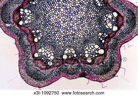 sclerenchyma Stem of clematis 14x View Large Photo Image Stock Image - sclerenchyma Stem of clematis 14x. Fotosearch