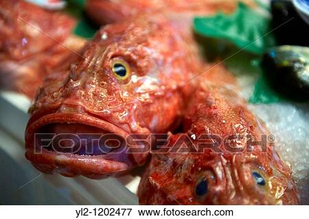 Stock Photo - Scorfano or Scorpionfish - Venice Rialto Fish Market. Fotosearch