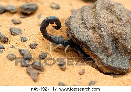 Scorpion; Akakus Area; Libyan Arab Jamahiriya; Libyan Desert. View Large Photo Image Stock Photo - Scorpion; Akakus Area; Libyan Arab Jamahiriya; Libyan Desert.. Fotosearch
