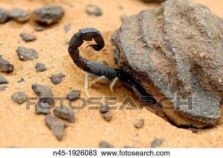 Scorpion; Akakus Area; Libyan Desert; Libyan Arab Jamahiriya. View Large Photo Image Stock Image - Scorpion; Akakus Area; Libyan Desert; Libyan Arab Jamahiriya.. Fotosearch