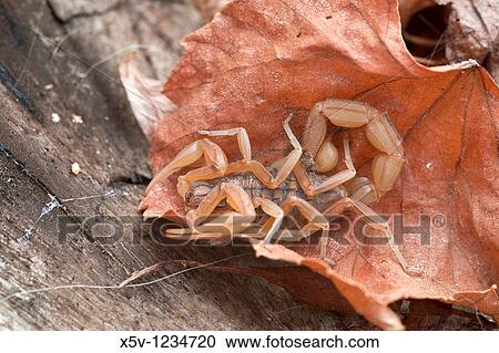 Scorpion Buthus occitanus. View Large Photo Image Stock Image - Scorpion Buthus occitanus.. Fotosearch
