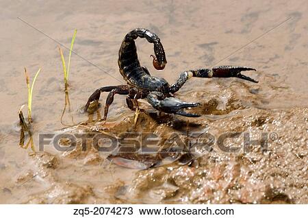 Scorpion, Heterometrus longimanus Family SCORPIONIDAE. Asian Forest scorpion is found in the rain forests of Asia, and in many parts of India, THAILAND. View Large Photo Image Stock Image - Scorpion, Heterometrus longimanus Family SCORPIONIDAE. Asian Forest scorpion is found in the rain forests of Asia, and in many parts of India, THAILAND.. Fotosearch