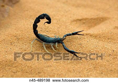 Scorpion, (Scorpionida). View Large Photo Image Stock Photo - Scorpion, (Scorpionida).. Fotosearch
