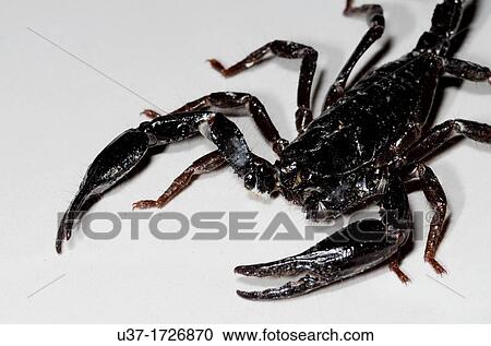 Scorpion View Large Photo Image Stock Image - Scorpion. Fotosearch
