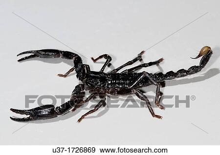 Scorpion View Large Photo Image Stock Photo - Scorpion. Fotosearch