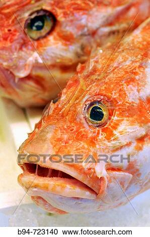 Stock Image - Scorpionfish at Rialto market, Venice. Veneto, Italy. Fotosearch