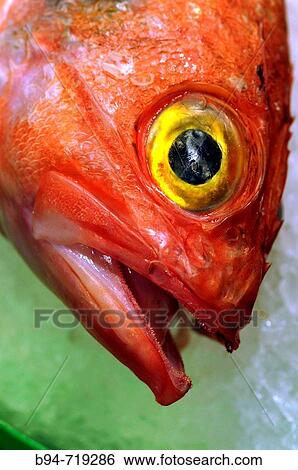 Stock Photograph - Scorpionfish for sale at La Boqueria market, Barcelona. Catalonia, Spain. Fotosearch