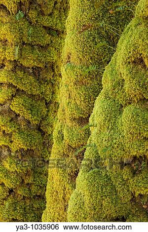 Scotland, Scottish Highlands, Eas Chia-aig waterfall Moss covered tree upstream of the Eas Chia-aig waterfall View Large Photo Image Stock Photograph - Scotland, Scottish Highlands, Eas Chia-aig waterfall Moss covered tree upstream of the Eas Chia-aig waterfall. Fotosearch