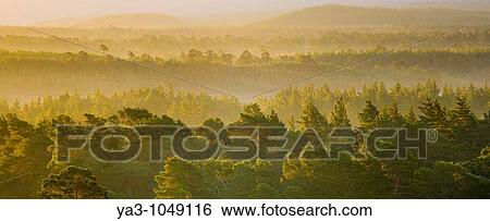 Scotland, Scottish Highlands, Cairngorms National Park Mist rising at dawn over the Caledonian Forest of the Rothiemurchus estate, in the Cairngorms National Park View Large Photo Image Stock Photograph - Scotland, Scottish Highlands, Cairngorms National Park Mist rising at dawn over the Caledonian Forest of the Rothiemurchus estate, in the Cairngorms National Park. Fotosearch