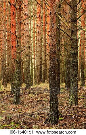 Stock Image - Scots pine and wild in the Alto Tajo Natural Park, Guadalajara. Fotosearch