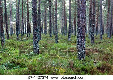 Scots pine, Kiefer, Schottische Kiefer, Pinus sylvestris, Cairngorms NP, Scotland View Large Photo Image Picture - Scots pine, Kiefer, Schottische Kiefer, Pinus sylvestris, Cairngorms NP, Scotland. Fotosearch