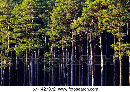 Scots pine, Kiefer, Schottische Kiefer, Pinus sylvestris, Cairngorms NP, Scotland View Large Photo Image Stock Image - Scots pine, Kiefer, Schottische Kiefer, Pinus sylvestris, Cairngorms NP, Scotland. Fotosearch