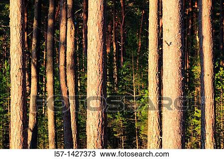 Scots pine, Kiefer, Schottische Kiefer, Pinus sylvestris, Cairngorms NP, Scotland View Large Photo Image Stock Image - Scots pine, Kiefer, Schottische Kiefer, Pinus sylvestris, Cairngorms NP, Scotland. Fotosearch
