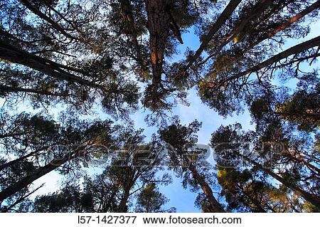 Scots pine, Kiefer, Schottische Kiefer, Pinus sylvestris, Cairngorms NP, Scotland View Large Photo Image Stock Photo - Scots pine, Kiefer, Schottische Kiefer, Pinus sylvestris, Cairngorms NP, Scotland. Fotosearch