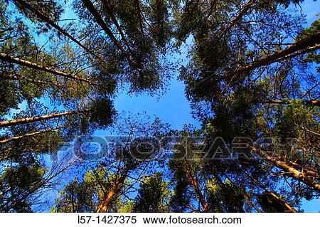 Scots pine, Kiefer, Schottische Kiefer, Pinus sylvestris, Cairngorms NP, Scotland View Large Photo Image Stock Photography - Scots pine, Kiefer, Schottische Kiefer, Pinus sylvestris, Cairngorms NP, Scotland. Fotosearch