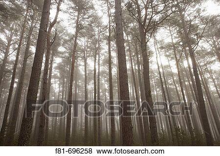 Scots Pine Pinus sylvestris forest in mist, Abernethy Forest, Scotland UK September 2006 View Large Photo Image Stock Photo - Scots Pine Pinus sylvestris forest in mist, Abernethy Forest, Scotland UK September 2006. Fotosearch