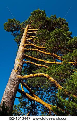Stock Photo - Scots Pine Pinus sylvestris Laguna Negra y los Circos Glaciares de Urbion Natural Park Soria Province Castilla y Leon Spain.. Fotosearch
